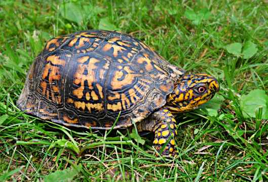 box-turtle-wildlife-animal-reptile-159758.jpeg